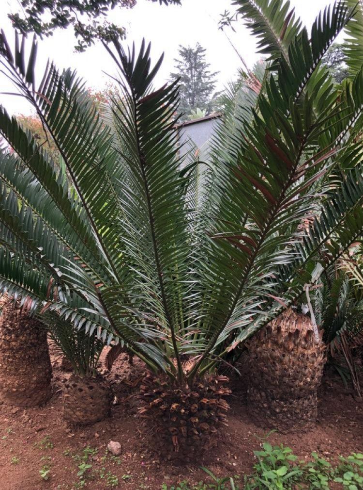 Eastern Cape Giant Cycad