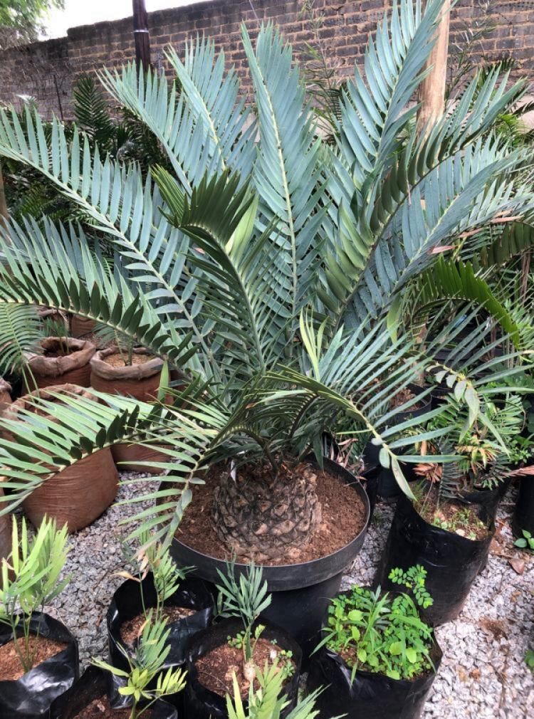 Africa Cycads Cycad Shop